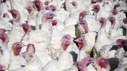 Sinds oktober geldt een afschermplicht voor pluimveehouders.