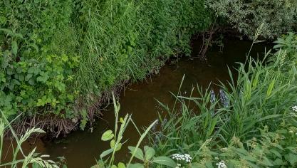Ultrakorteketen PFAS komen vaak voor op de onderzochte locaties in Vlaanderen.