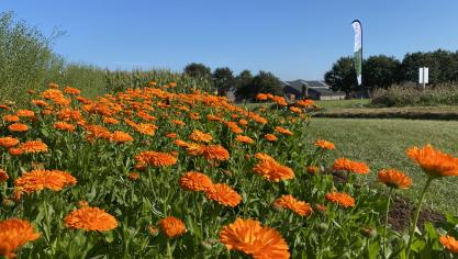 Ook voor goudsbloem is er nu een subsidiebedrag van 230 euro/ha.
