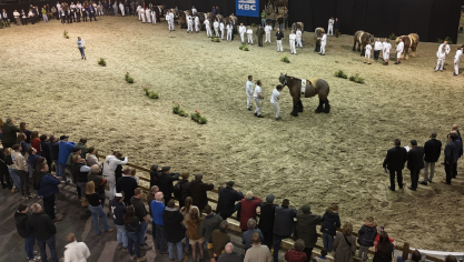Het nationaal kampioenschap van de trekpaardmerries op Agriflanders 2025 was een echte publiekstrekker.
