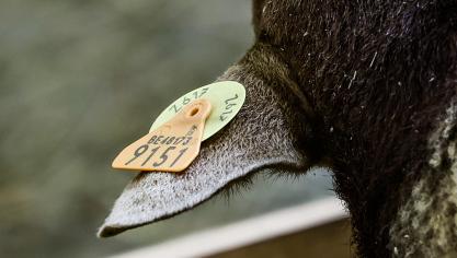 De leverancier van oormerken ondervindt momenteel productieproblemen.