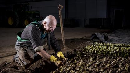 Praktijkpunt Landbouw Vlaams-Brabant organiseert een cursus om de nieuwe generatie grondwitlooftelers op te leiden.