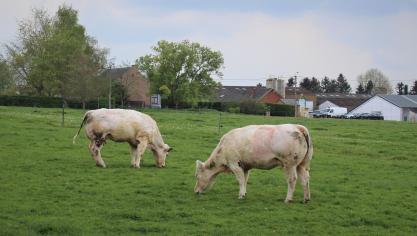 Voor dieren uit niet-ziektevrije landen geldt straks een strikte quarantaine  van 30 dagen.