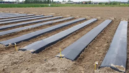 Cellulosefolie moet microplastics in de groenteteelt verminderen zonder in te boeten op opbrengst en werkbaarheid.