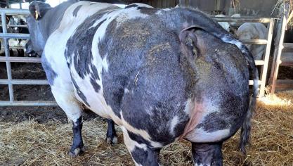 Ona van de Kerkenhofstede van de familie Gillis heeft een indrukwekkende stamboom met 3 generaties BBCI-stieren als vaders.