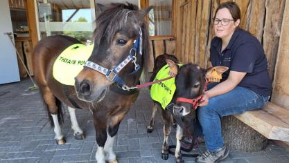 Inmiddels bestaat de mobiele boerderij uit een diverse groep dieren: miniatuurpaarden, minikoetjes, minischaapjes, geiten, konijnen, kippen en eenden.