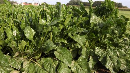 18 nieuwe suikerbietenrassen werden toegelaten op de Belgische rassenlijst.