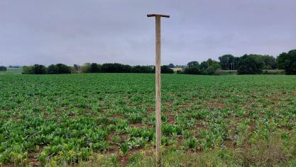Zitstokken bevorderen de aanwezigheid van roofvolgels die bosmuizen predateren.