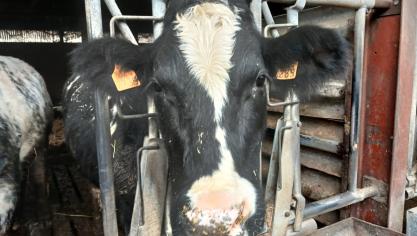 Sinds december 2025 zijn erleveringsproblemen van oormerken bij de grootste leverancier.