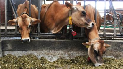 De Europese  Nitraatcommissie gaf  eind vorig jaar groen licht voor een derogatie  voor Ierland.