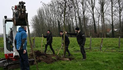 Na het planten van de zwarte elzen worden de stammen nog afgeschermd van het vee.