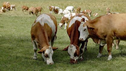In Frankrijk komt er een tweede vaccinatieronde tegen de lumpy skin disease.