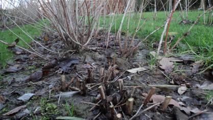 Voor een rijke, lekkere oogst moeten herfstframbozen elk voorjaar tot net boven de grond worden teruggesnoeid.