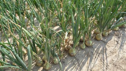 Het uienareaal in België steeg in 2025 nog door tot 7240 ha.