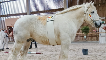 Tor van de Kloosterhoeve, nationaal kampioen hengst met nakomelingen.
