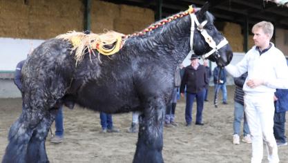 Tibo van het Monnikkenhof werd aanvaard voor openbare dekdienst.
