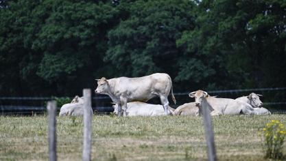 De landbouwsector is in iedere provincie anders.