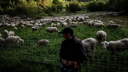 Franse boeren zullen in de nabije toekomst wolven in meer gevallen mogen afschieten om hun vee te beschermen.