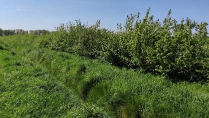 Boeren kunnen bijvoorbeeld een beheerovereenkomst afsluiten voor het onderhoud van hagen en heggen.