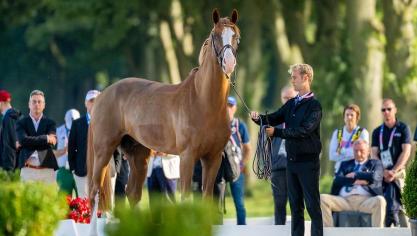 Ermitage Kalone (hier met Gilles Thomas op de Olympische Spelen in Parijs, 2024) is de vader van de veilingtopper van de BWP Top Stallion Auction 2026.