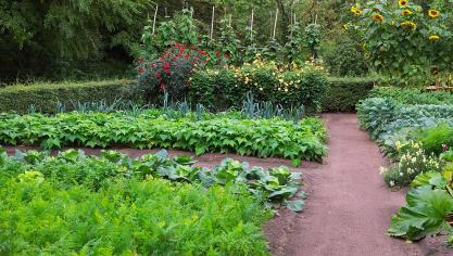 Slim roteren in de moestuin zorgt voor een gezonde bodem en een rijke oogst.