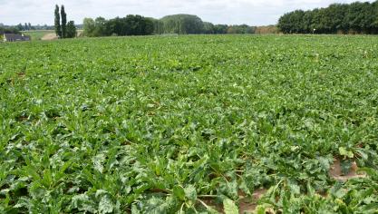 Dien je verzamelaanvraag uiterlijk op 30 april in via het e-loket www.vlaanderen.be/landbouw/e-loket.