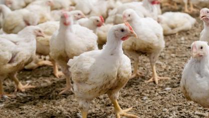 De hoogpathogene vogelgriep zal in de (nabije) toekomst nog steeds een bedreiging vormen voor de pluimveehouderij.