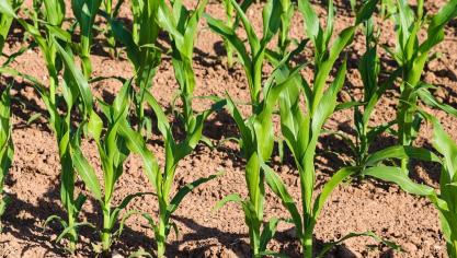 Sogent verdeelt 5 loten onder evenveel verschillende landbouwers.