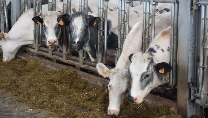 De prijzen voor BWB-runderen blijven ongewijzigd.