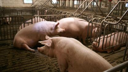 Je kan een projectaanvraag voor PAS-innovatiesteun indienen tot 24 april.