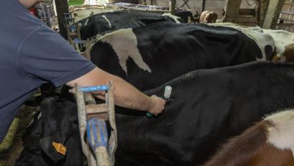 België legt een nationale vaccinreserve aan tegen de besmettelijke ziekte nodulaire dermatose.