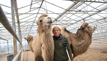 Geert Sergeant houdt in Nevele een kudde van 9 kamelen.