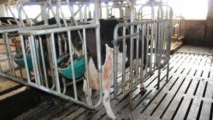 Het WeComV oordeelt dat het koetoilet berust het scheiden van mest en urine, wat voldoende wordt ondersteund door metingen.