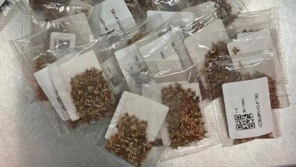 Het FAVV raadt tuinliefhebbers aan om zaden of planten aan te kopen bij officiële verkopers binnen de EU.