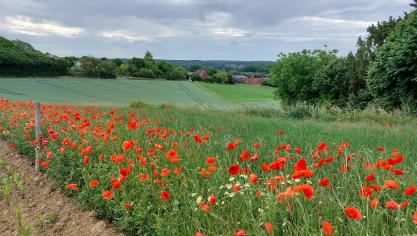 België boekt vooruitgang in het combineren van biodiversiteitsbescherming en klimaatadaptatie.