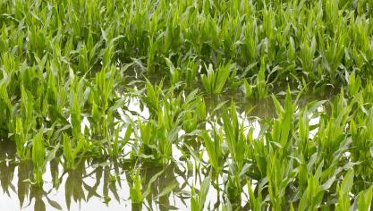 Volgens WUR kan zonder extra maatregelen de schade door de klimaatevolutie voor de Nederlandse landbouw en veehouderij oplopen tot honderden miljoenen euro’s.