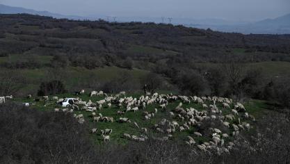 Verdachten zouden de omvang van de veestapels kunstmatig hebben opgeblazen om zo de subsidies te verhogen die ze illegaal ontvingen.