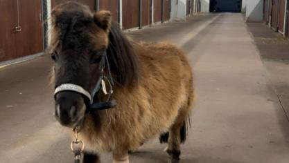 Pronto na zijn tweede ingreep op de afdeling grote huisdieren van UGent.