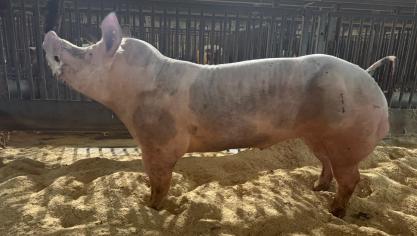 Beer Gunar van fokker Luk Vermeiren uit Rijkevorsel en eigenaar KI Vansteenlandt in Krombeke.
