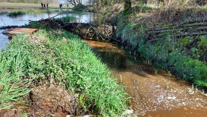 De oprukkende bever veroorzaakt alsmaar meer schade.