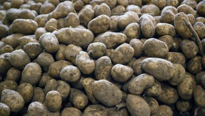 Met de actie wil de aardappelsector iets doen aan het overschot aardappelen in de bewaarloodsen.