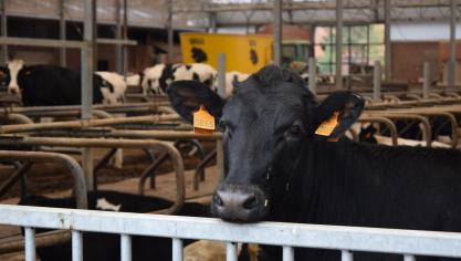 Volgens rapport komt er nog maar weinig beweging in de ammoniakuitstoot van rundvee.