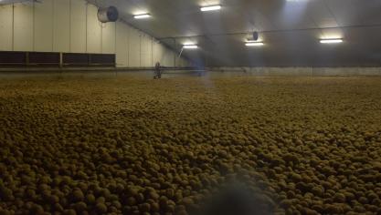 De prijs voor bewaaraardappelen zakt naar 0 euro voor een ton.