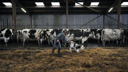 40% van de aanmeldingen komt uit de melkveesector.