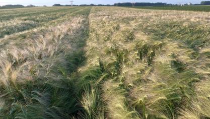 Brouwgerst biedt kansen om lokaal te telen en valoriseren.