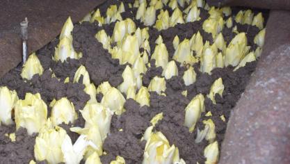 De daling van het aantal witlooftelers wordt in belangrijke mate veroorzaakt door de slechte prijsvorming.