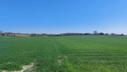 Vooral gele en bruine roest neemt toe in wintertarwe.