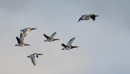 In Italië is eind maart het eerste Europese geval van vogelgriep bij de mens vastgesteld.