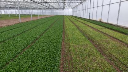 Alle landbouwdeelsectoren noteren een daling in het vertrouwen, met uitzondering van de varkenssector en de glasgroenten.