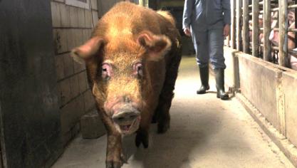 Het Agentschap Landbouw en Zeevisserij organiseert een oproep voor onderzoeksprojecten in de biologische veeteelt.